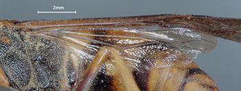 Media type: image;   Entomology 29748 Aspect: Wing hind